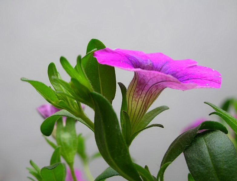 Petunia hybrida (pianta coltivata)